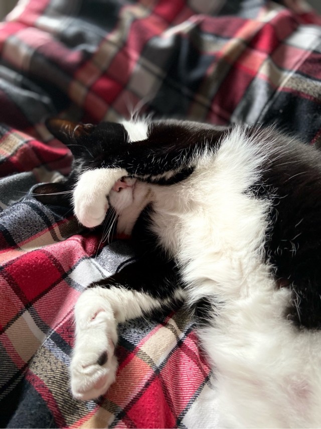 К котовторнику