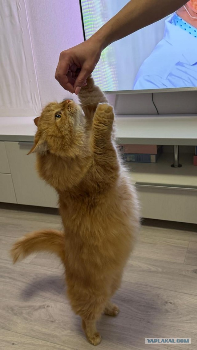 А где котики, сегодня же вторник!