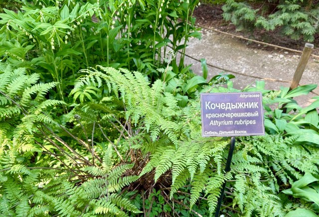 Вонючий морозник и другие растительные ругательсва