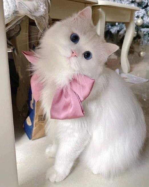 Международный день девочек отмечается сегодня