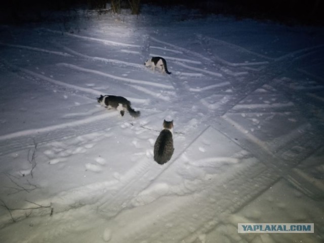 Жизнь домашнего приюта для котеек 568