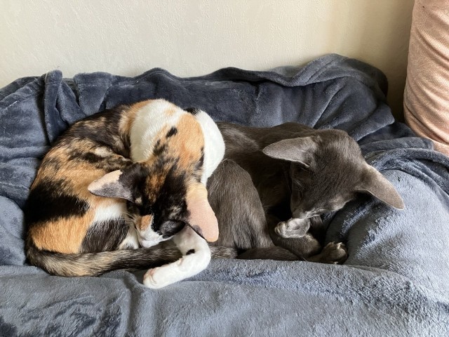 Котовторник же, хватит спать!