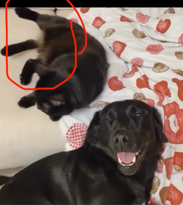 Котопёс