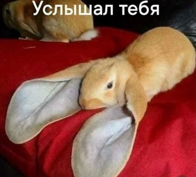 Веселое настроение в картинках 28.07.26
