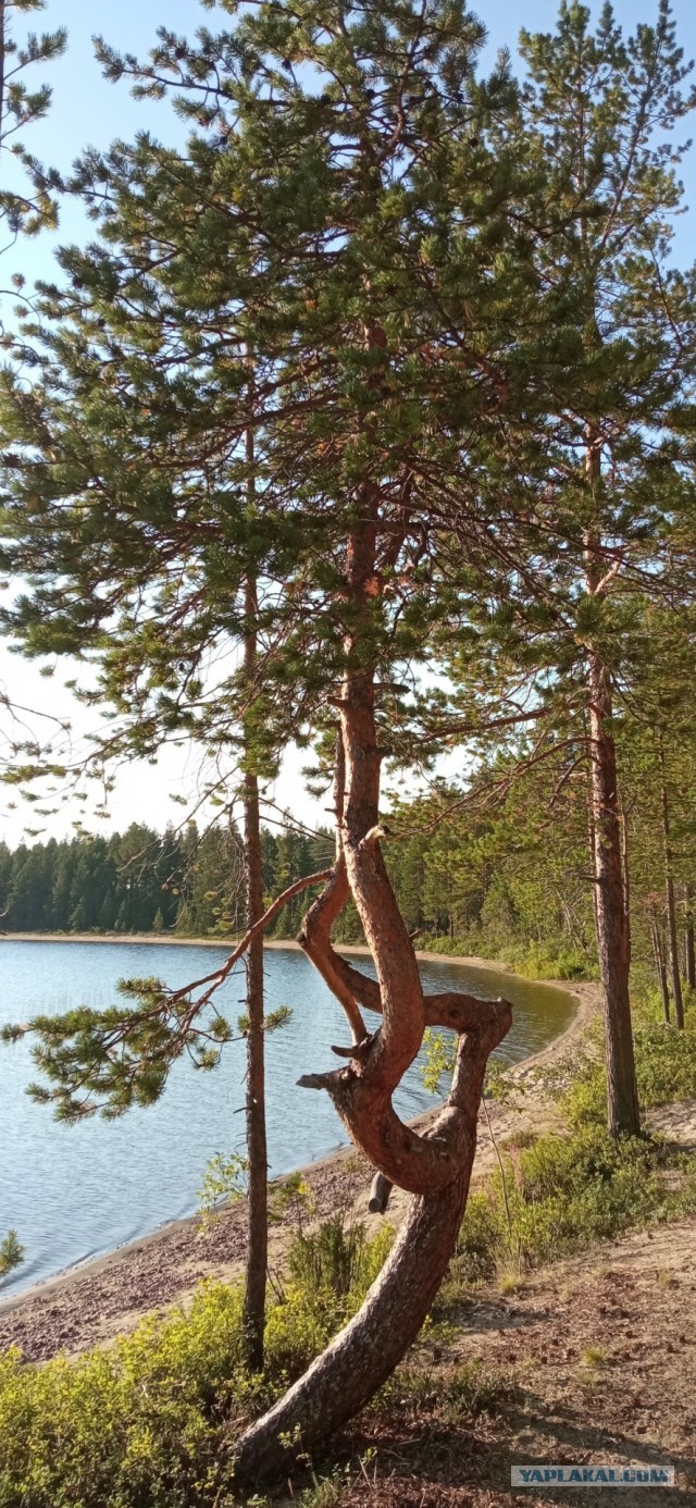 Кица. Мурманская