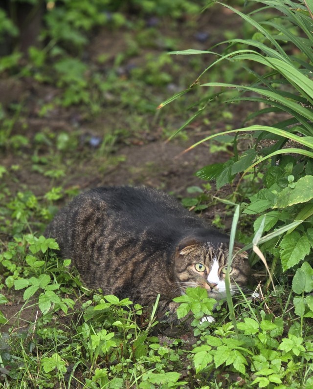 Котовторник же