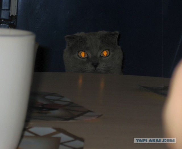 А где прячется ваш кот?