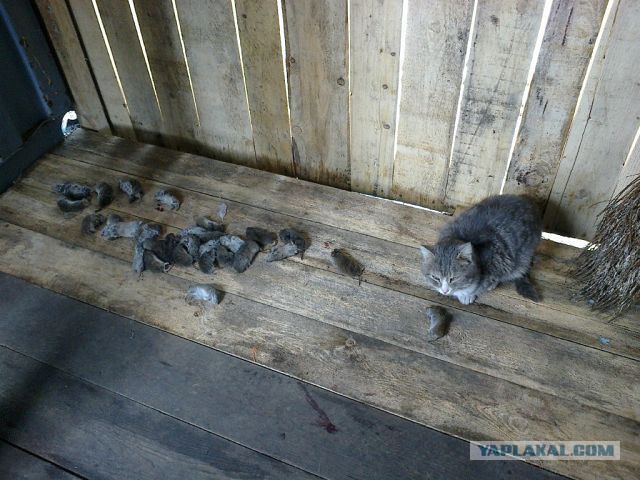30 трупов за одну ночь