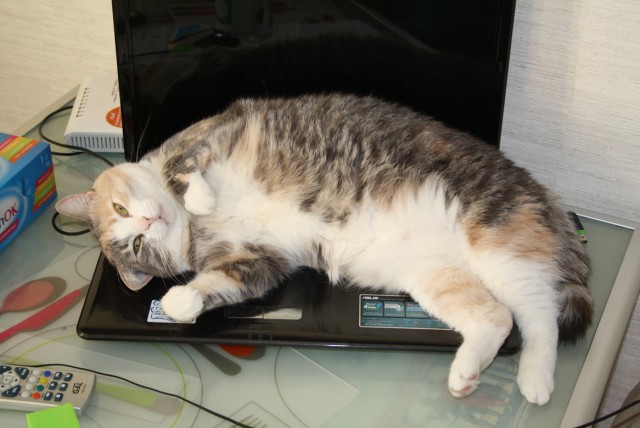 Котовторник 10.06.2014