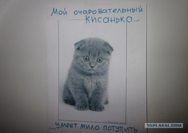 "Котэ-мотиваторы"