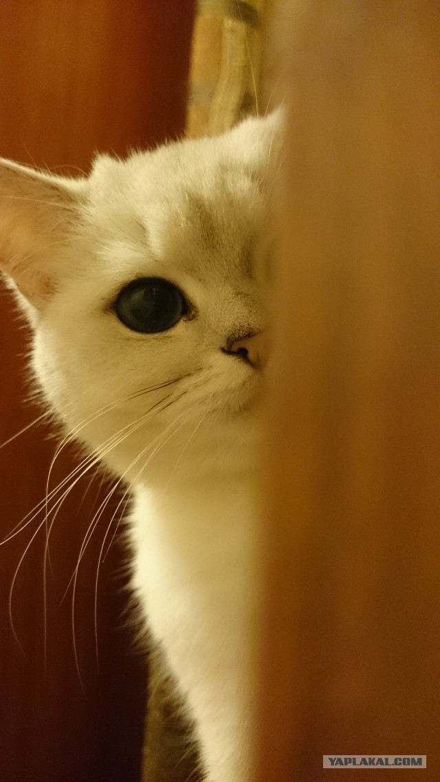 Котовторник 30.12.2014