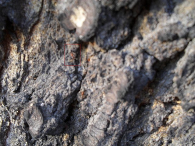 Сбор березового сока