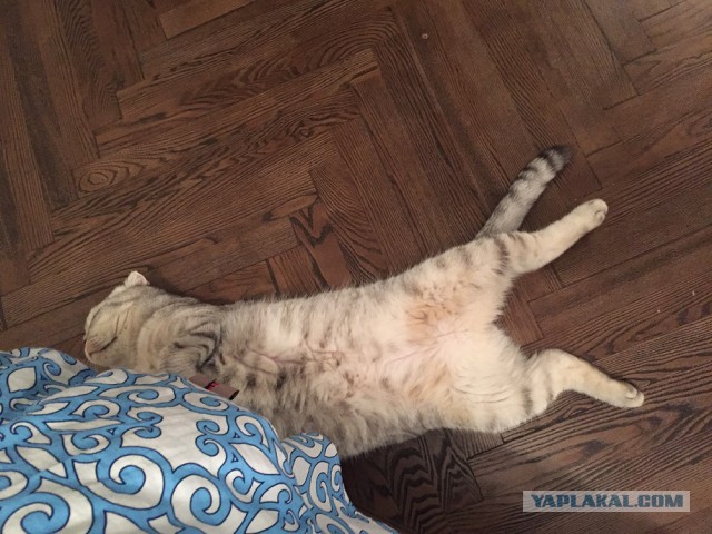 Котовторник