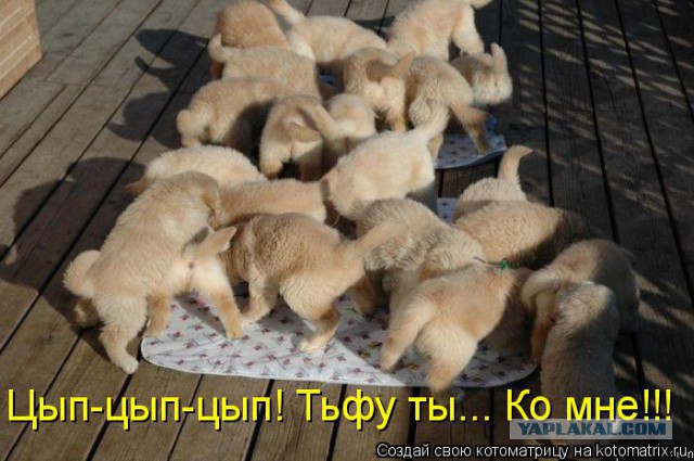 Собакочетверг 17.09.2015