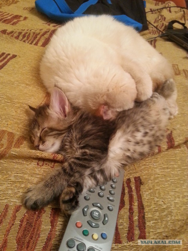 Котовторник 29-09-2015,