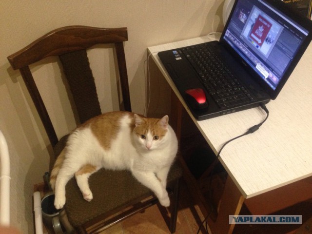Котовторник 15.12.2015