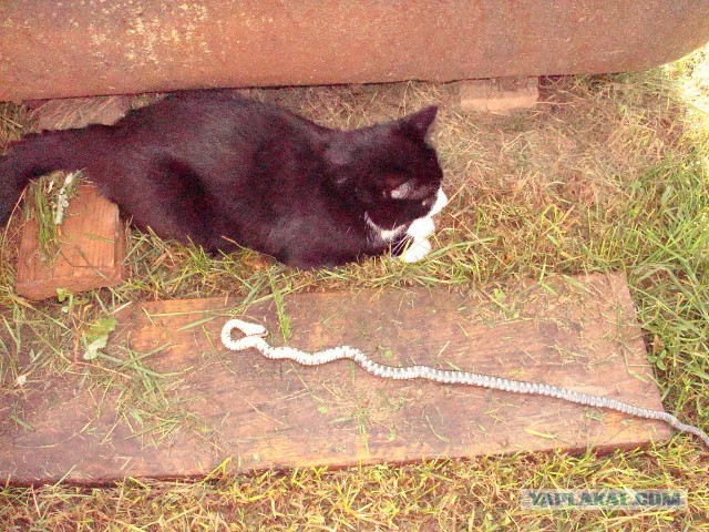 Котовторник, все же, мои котейки