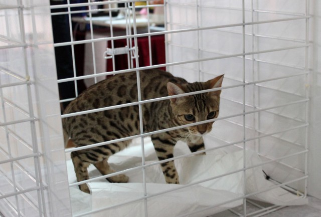 «Осенний Кошкент-2016»