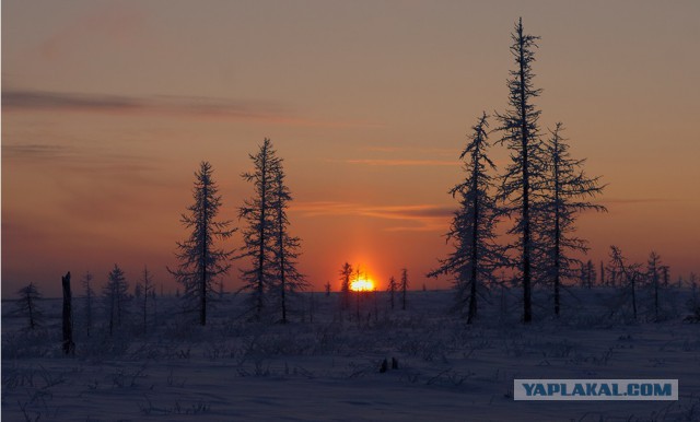 Тайга, страшные истории