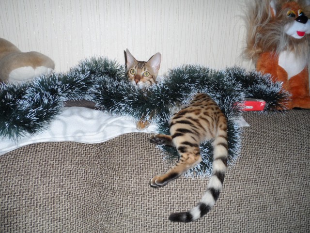 19 шикарных кошек, которые стоят целое состояние