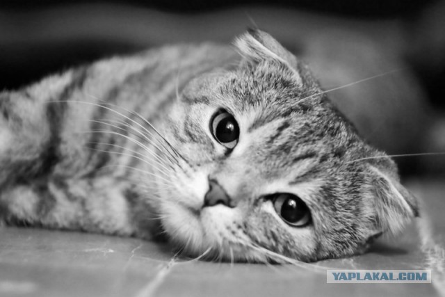 Котовторник  31.01.2017