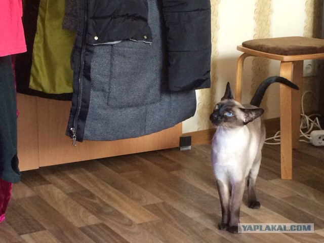 Котовторник 14.03.2017
