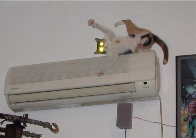 Коты и Кошки