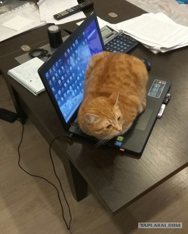 Котовторник 28.11.2017