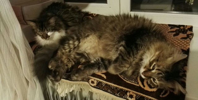 Котовторник 16.01.2018