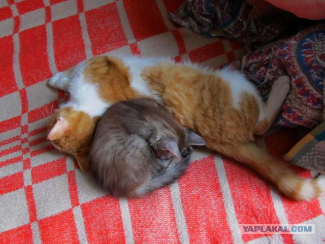 Котовторник 20.02.18