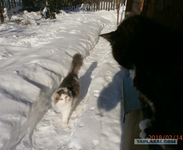 Котовторник 27.02.2018 наступил!