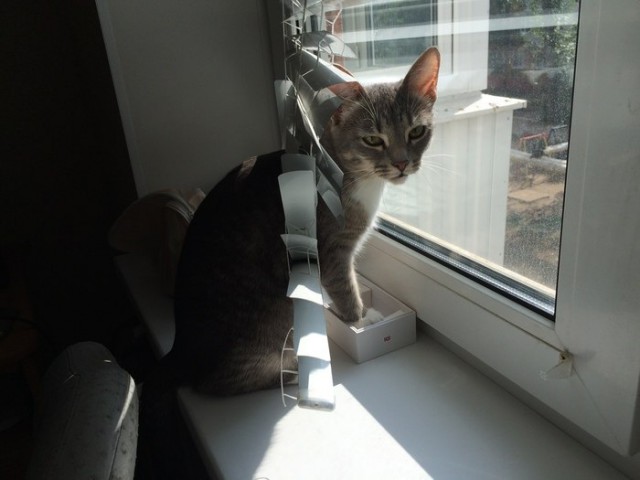 Прикольных котов пост