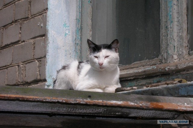 Даёшь Котовторник на ЯПе! (29.07.08)