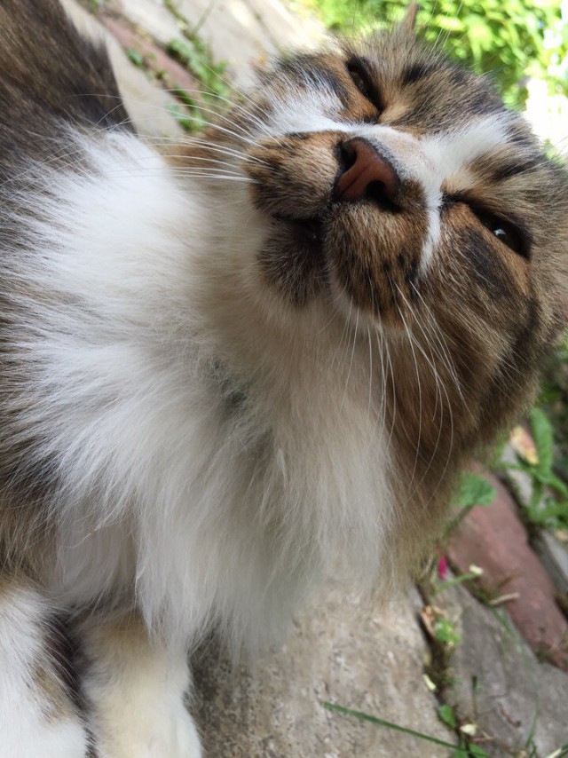 Немного милоты