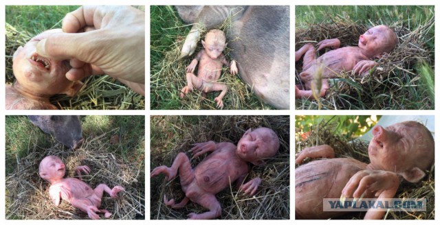 «Злая шутка природы» - эксперт о жутком создании из Приморья