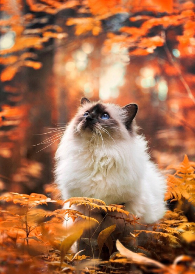 Прикольных котов пост