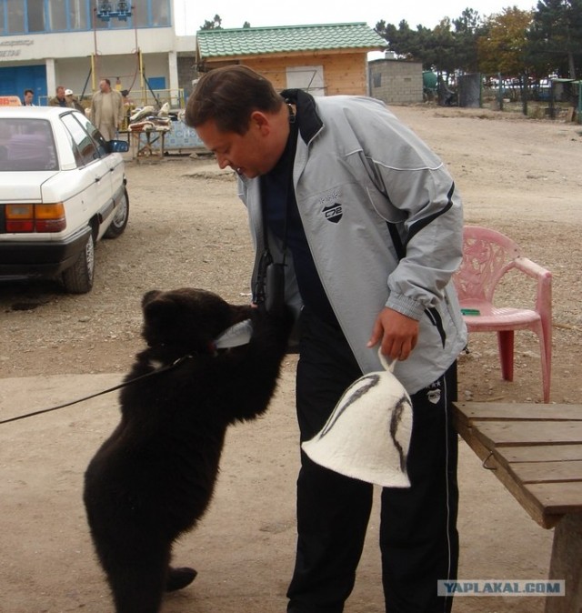 Семейка Гризли