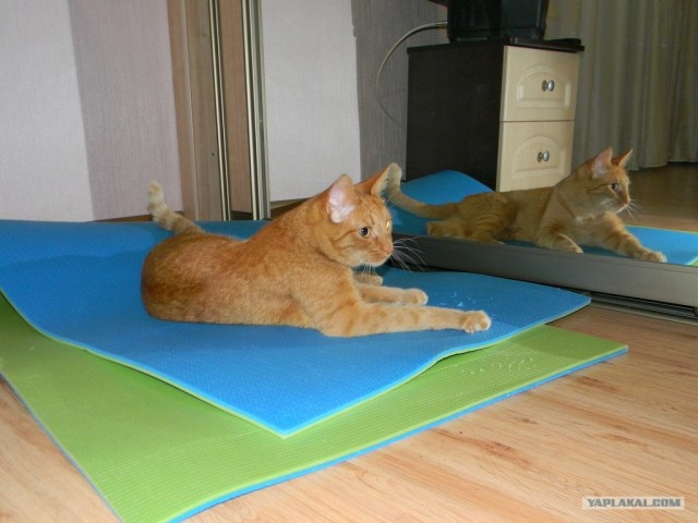 Котовторник (31.01.2012)