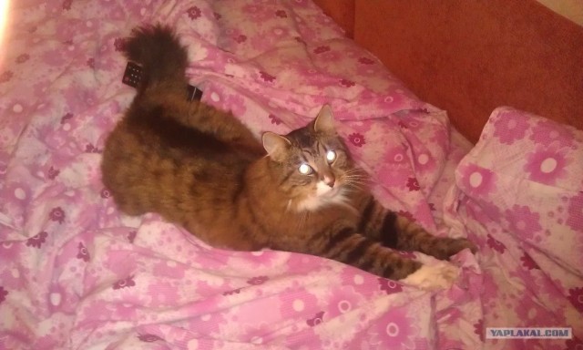 Котовторник  от 3.04.2012