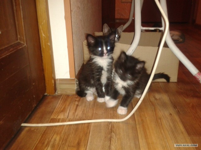 Котовторник 8 мая 2012