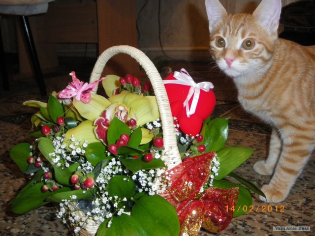 Котовторник 29.05.2012
