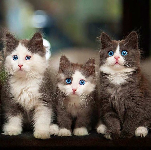 Котовторник! начнем? 04.06.19