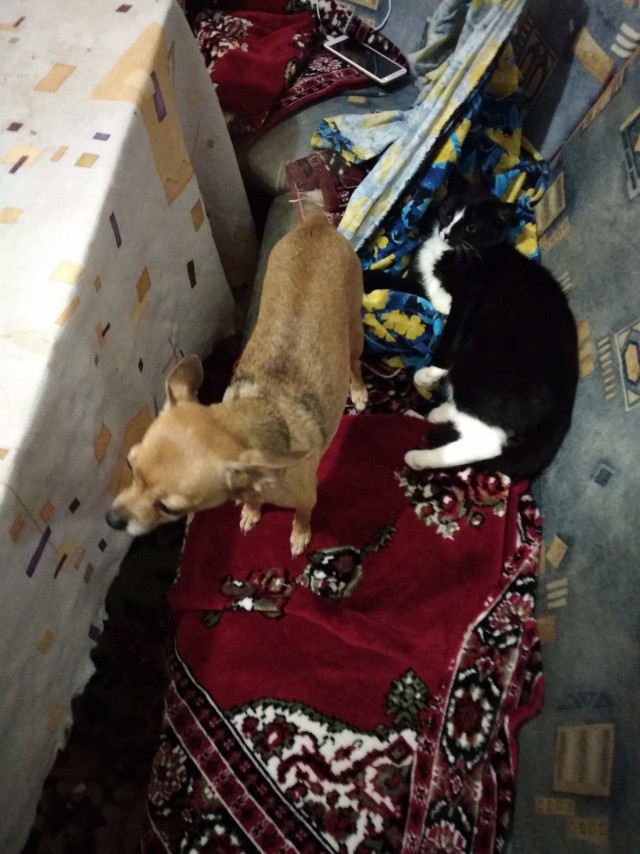 Уже не котовторник, но еще и не собакочетверг
