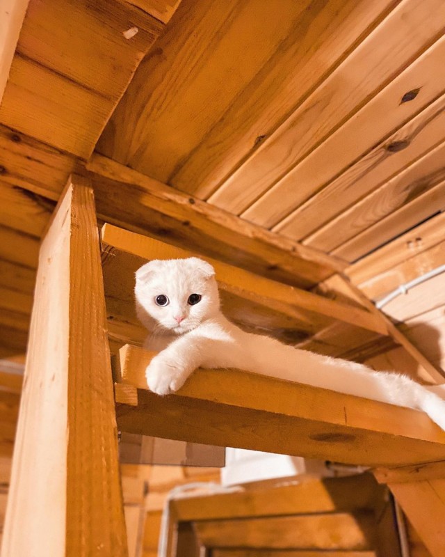 Коты из сети