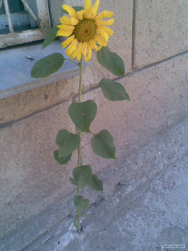 Подсолнух - Городской цветок! (3 фото)