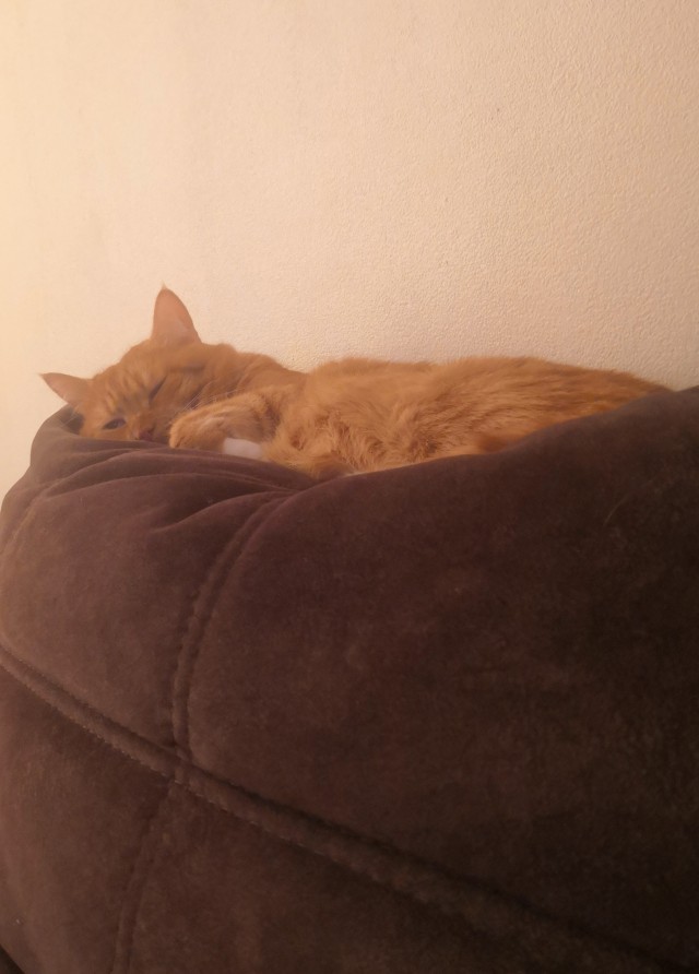 Не на всякого кота гравитация может воздейстовать! Им вообще плевать на законы физики