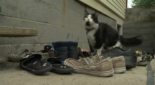 Жительница Пенсильвании создала в интернете сообщество для соседей, чтобы возвращать украденную её котом обувь