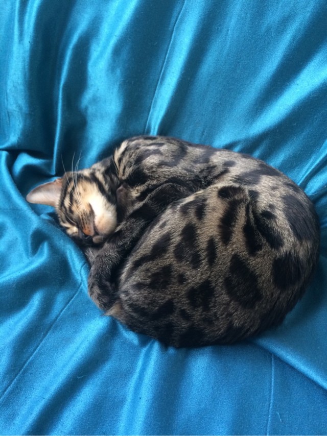 Моя красотка