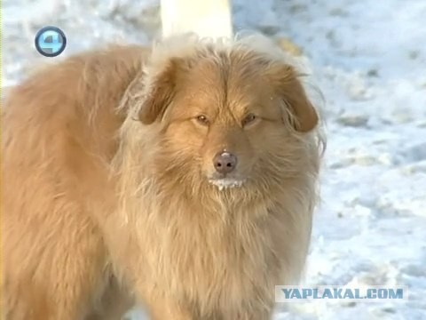 Собака Сонька  - Уральский Хатико