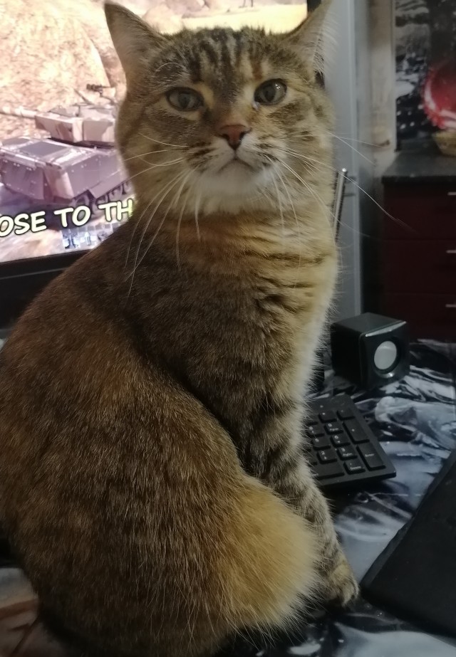 Котовторник же!